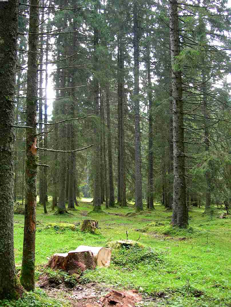 La foresta subalpina di Les breuleux  (CH)
